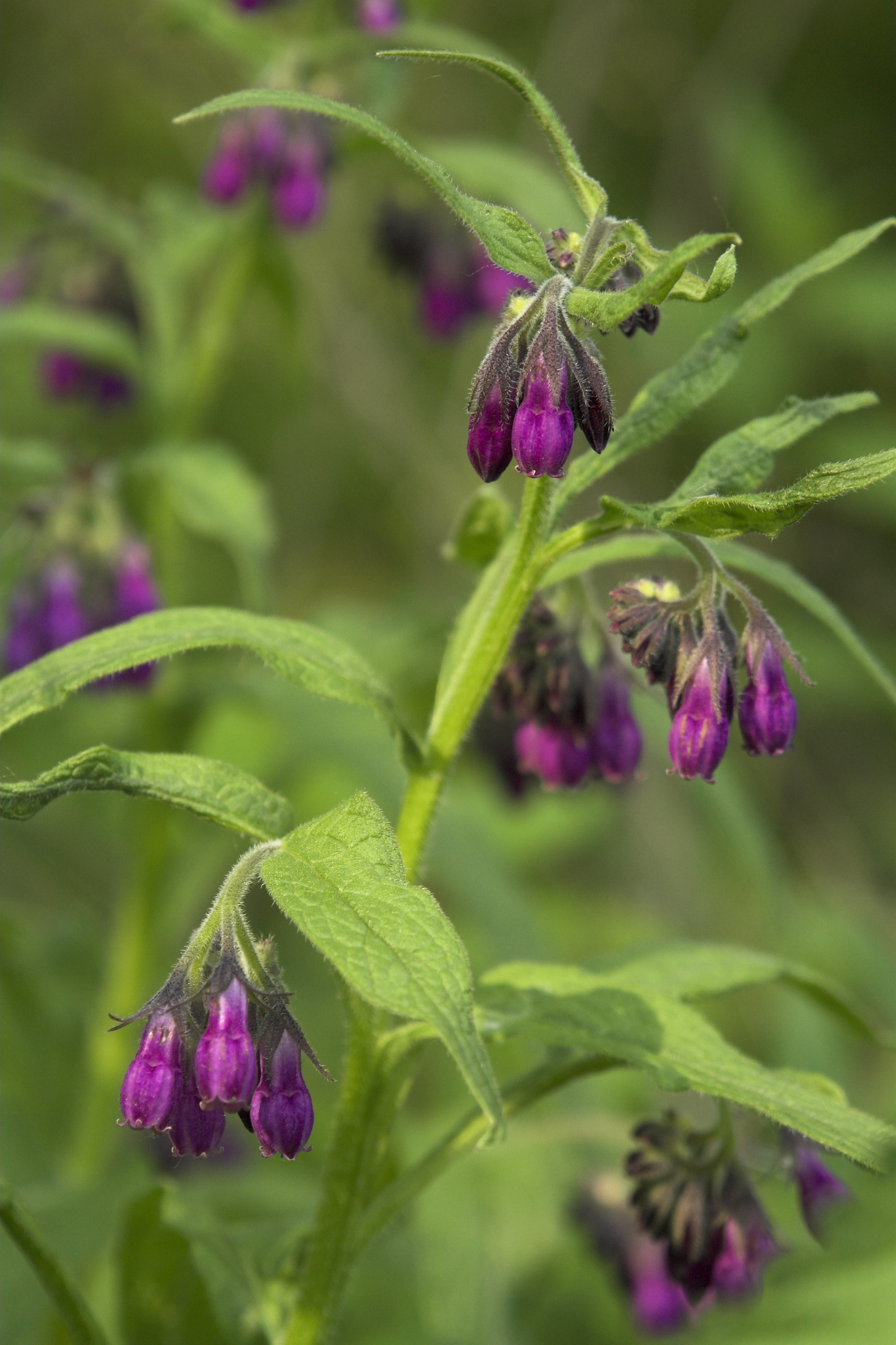 Comfrey herb plant